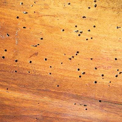 Beetle infestation & wood destroying fungi