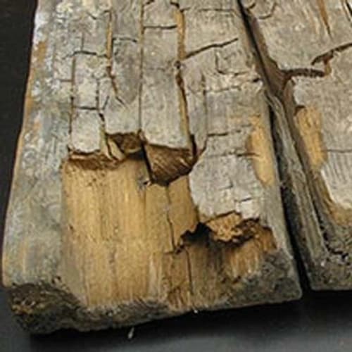 Dry rot