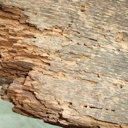 Wet rot